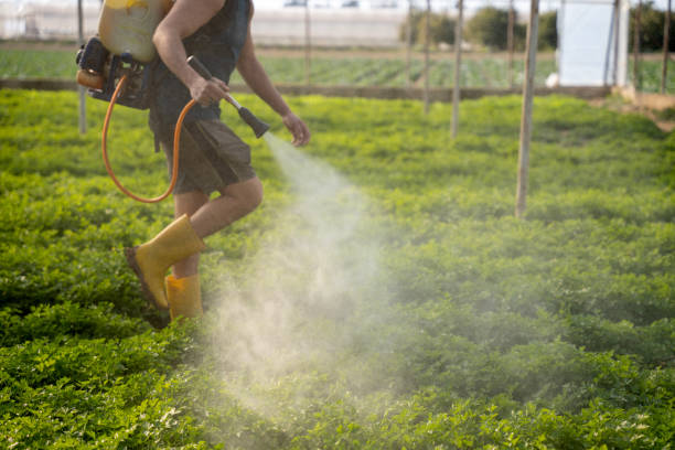 Best Local Pest Control Services  in Jeannette, PA