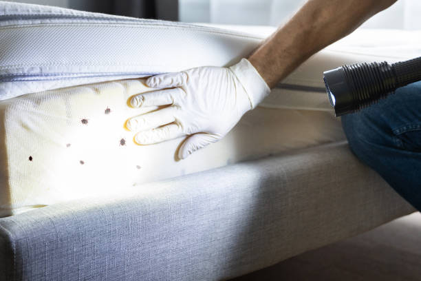 Best Cockroach Control Services  in Jeannette, PA