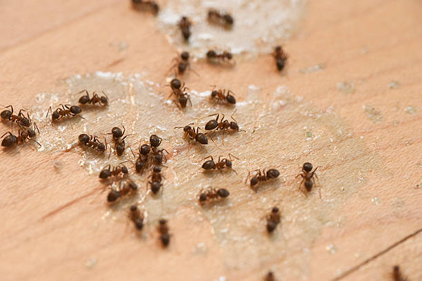 Best Flea Control Services  in Jeannette, PA