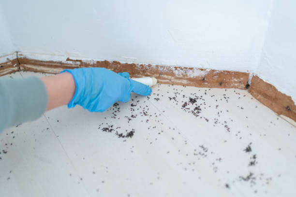 Flea Control Services in Jeannette, PA